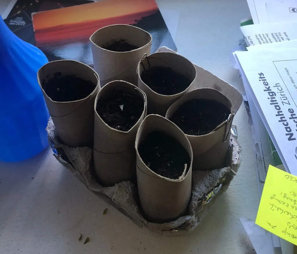 Pflanzen wachsen in WC-Papierrollen und Eierkartons