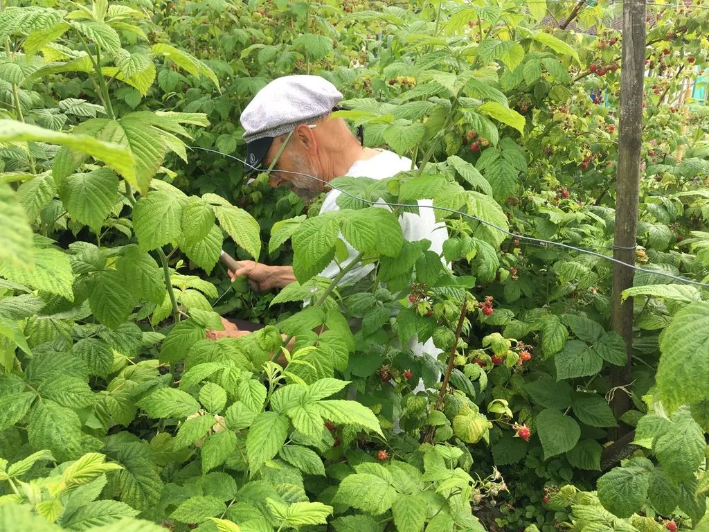 Ein Mann inmitten von Beerensträuchern.