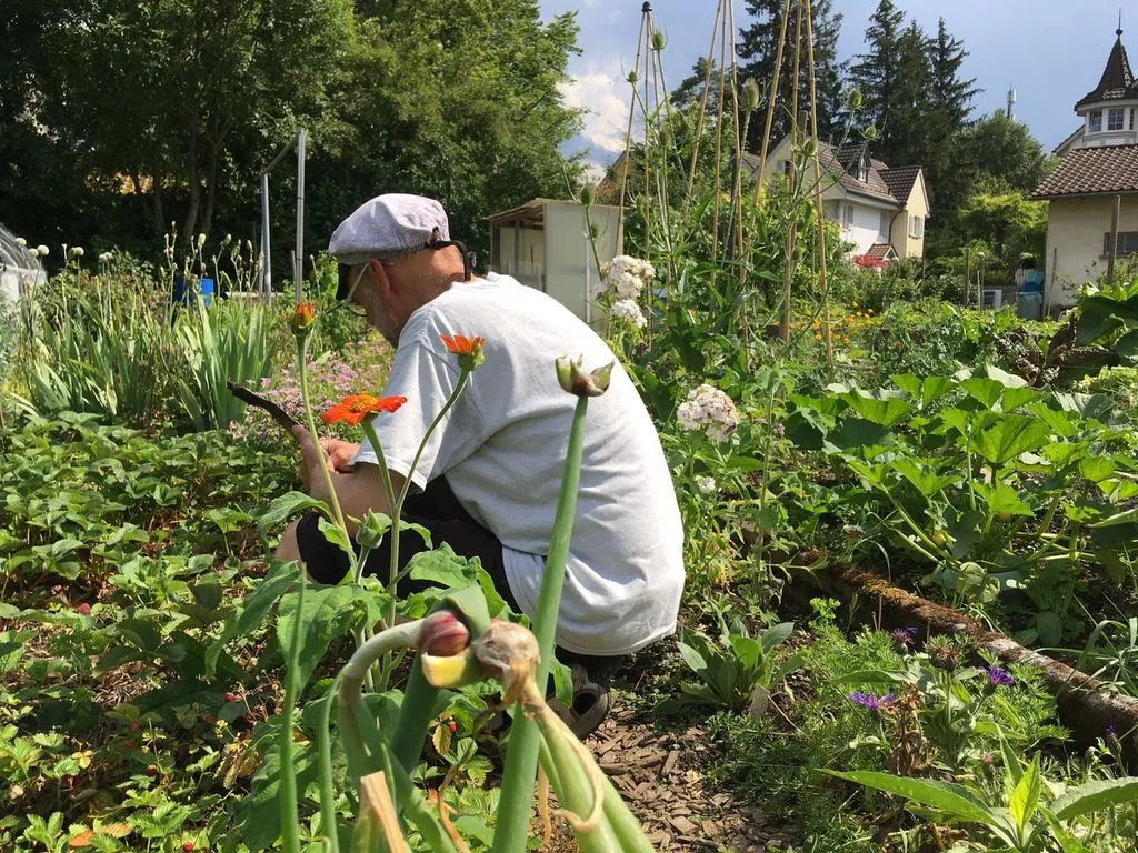 Ein Mann kniet im Garten vor Pflanzenbeet.