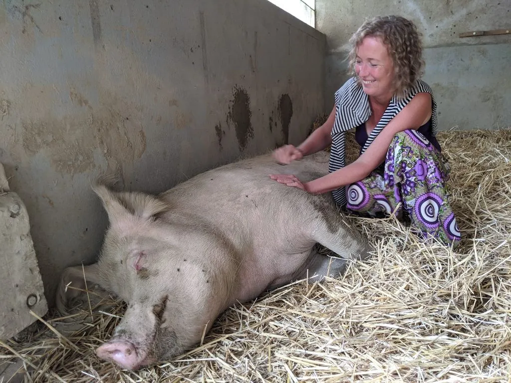 Frau streichelt ein grosses Schwein in einem Stall.