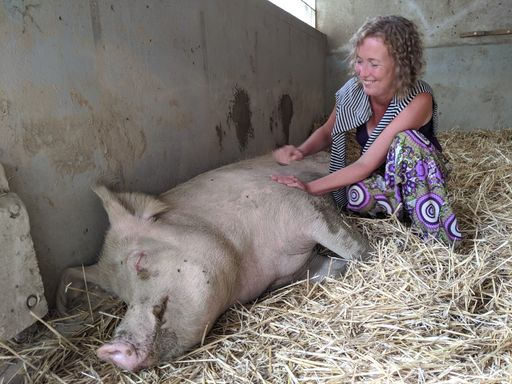 Frau streichelt ein grosses Schwein in einem Stall.