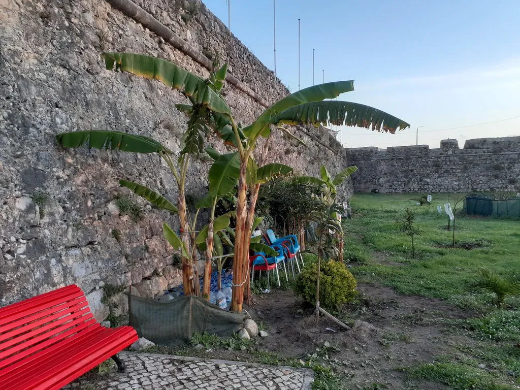 Stühle und Bänke unter Palme vor antiker Mauer